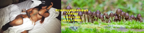 мяу мяу мука Михайлов